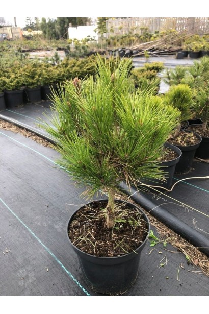 Сосна чорна  Глобоза на штамбі - саджанець в контейнері